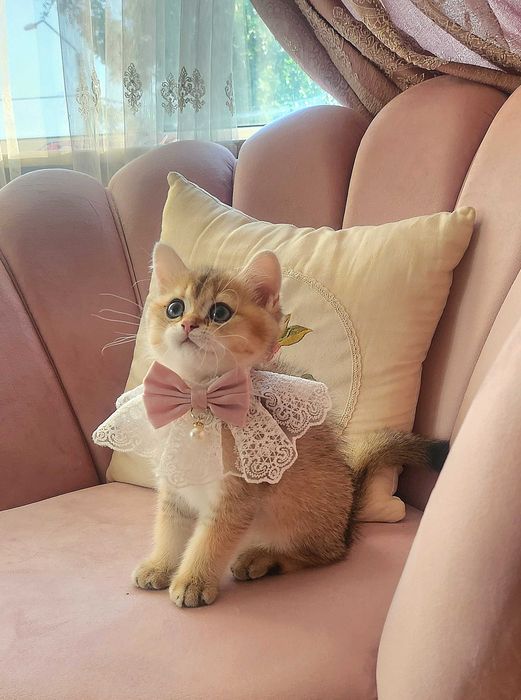 British Shorthair Golden cu pedigree