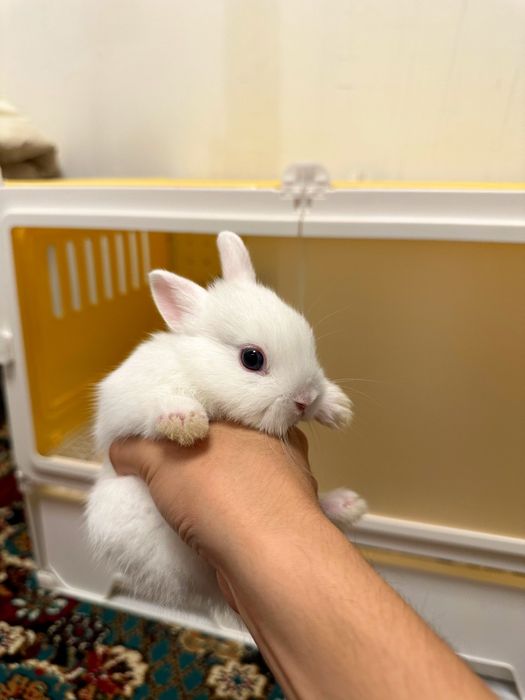 “Farzandingizga mehribon do‘st — Basmala Farm minik quyonlari!”