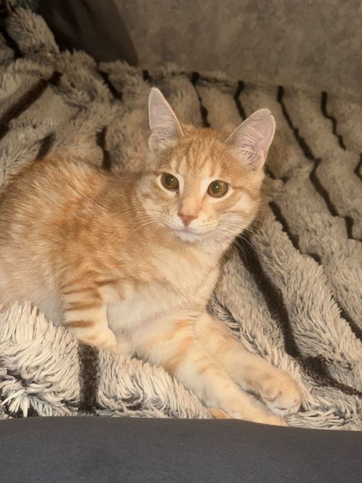 Котенок 3мес/Мальчик