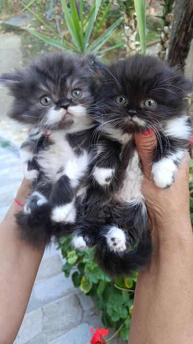 Персийски котенца.