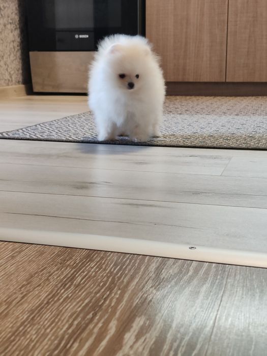 Померан мини  мъжки