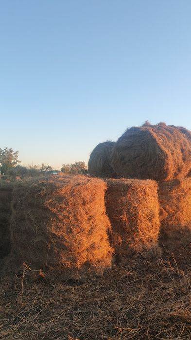 Продам Салома лёна