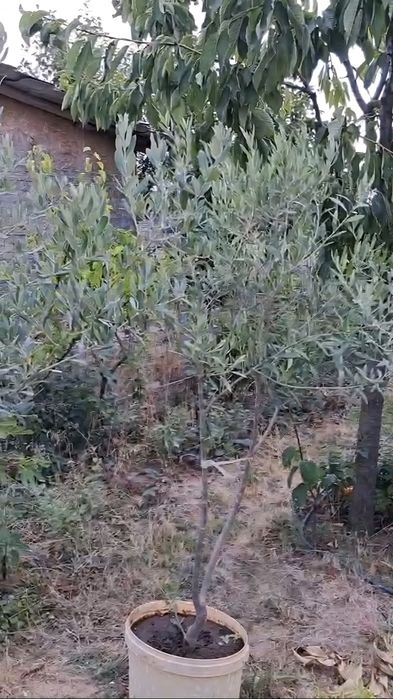 Măslini de vânzare