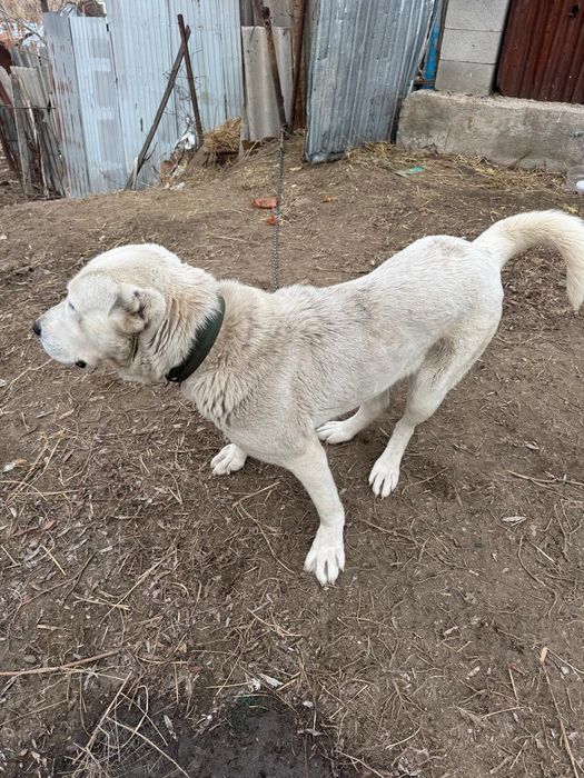 Вязка собак бесплатно