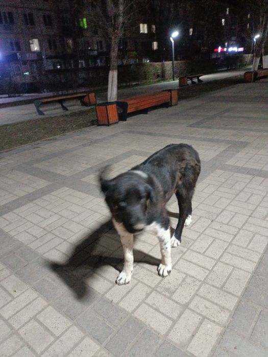 Пристраивается в добрые руки собака