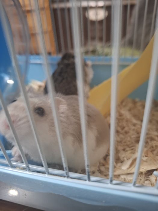 2 мальчика с клеткой продам