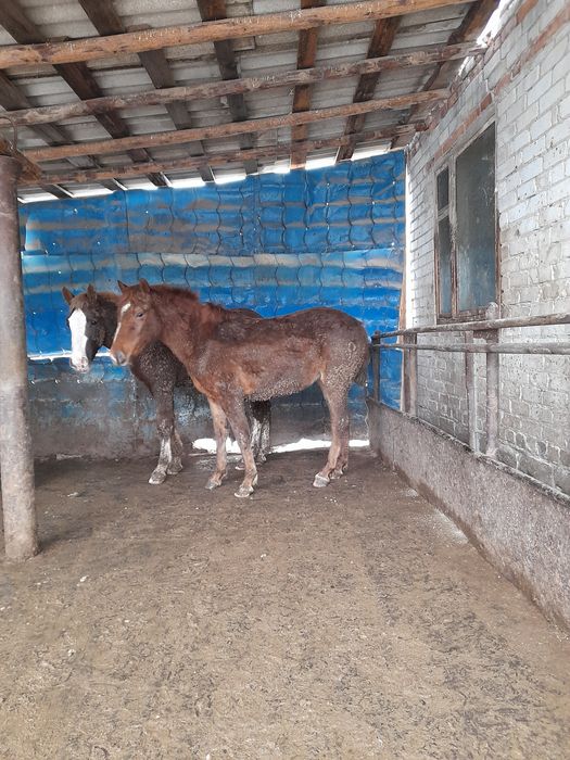 Продам двухлеток