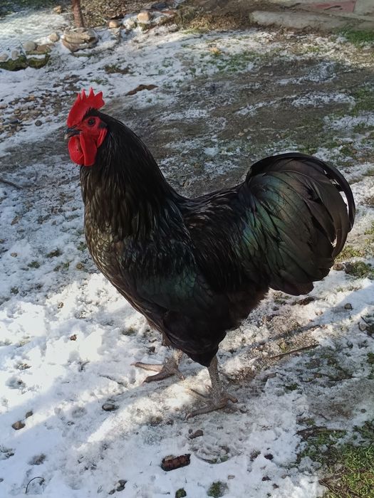 Cocoș Austrarlop 2025