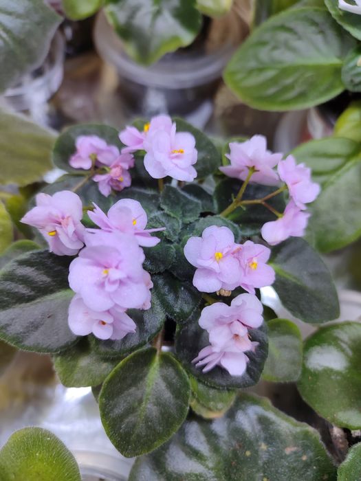 Продаются сортовые ыиалки