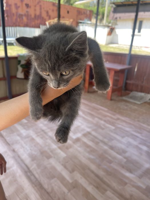 Отдам в добрые руки котят