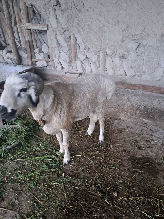 Tagalar sotiladi qurbon hayiti uchun boqilgan