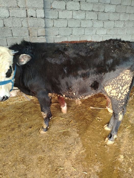 Buqa srochno sotiladi