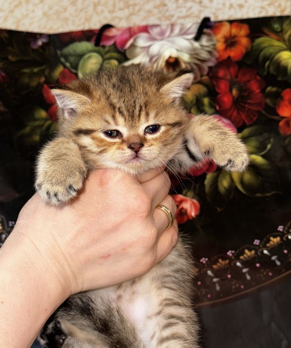 Котята британская шиншилла и скоттиш фолд