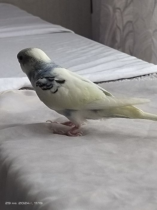 Парочка попугая мальчик и девочка