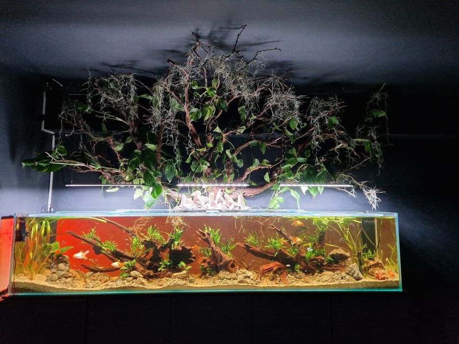 Acvarii Amenajare Intretinere Constructie