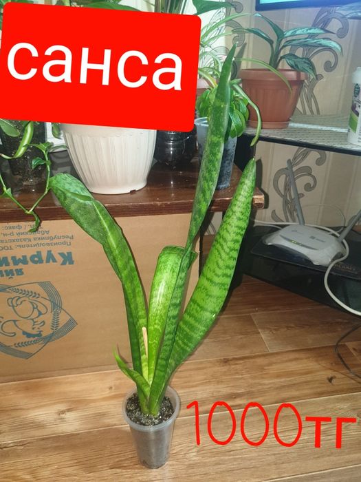 Продам комнатные растения