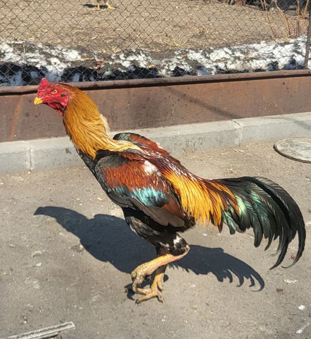 Дакан на развод.