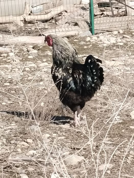 Әтеш петух продам