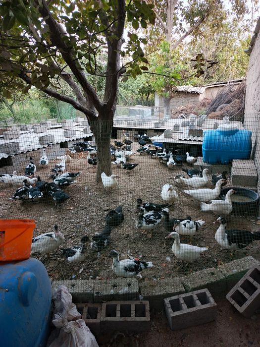 Индоутка сотилади