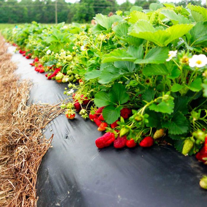 Мульчирующая пленка 40 мкм с перфорацией