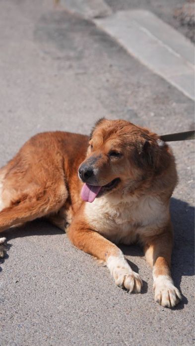 Хлоя ищет семью. Классная для семьи.