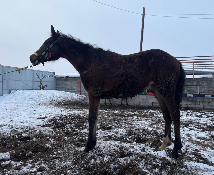 Жабағы жеребенок