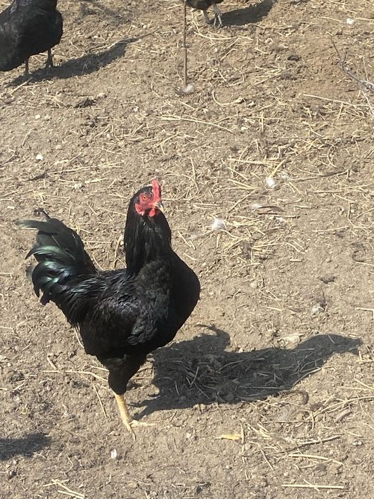 Продам молодых петухов