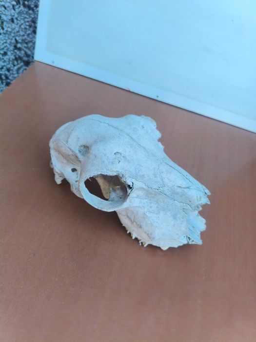 Череп, черепи за декорация