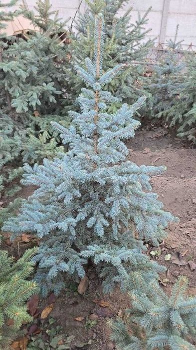 Красивая голубая ель в Ташкенте Юнусабад телебашня на олх