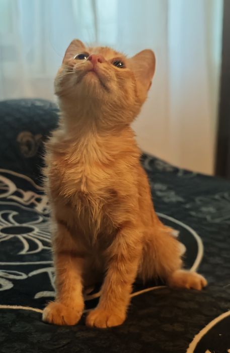Ищем котёнку ДОМ