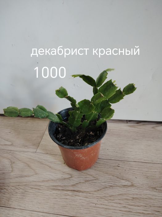 Продаются домашние цветы