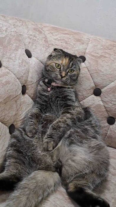 Кошечка в добрые руки