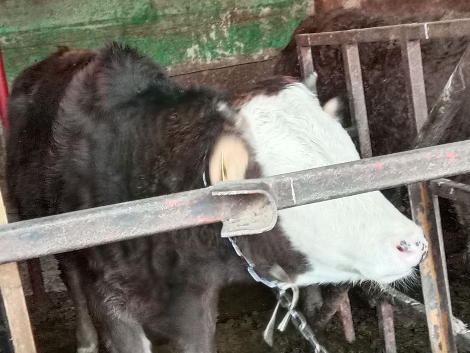 Продам телку 1,5года