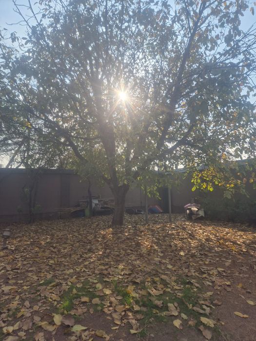 Продаётся дерево греческий орех в городе Шымкент