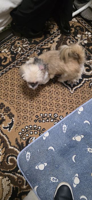 Donez o cățelușa Shih Tzu la o familie iubitoare