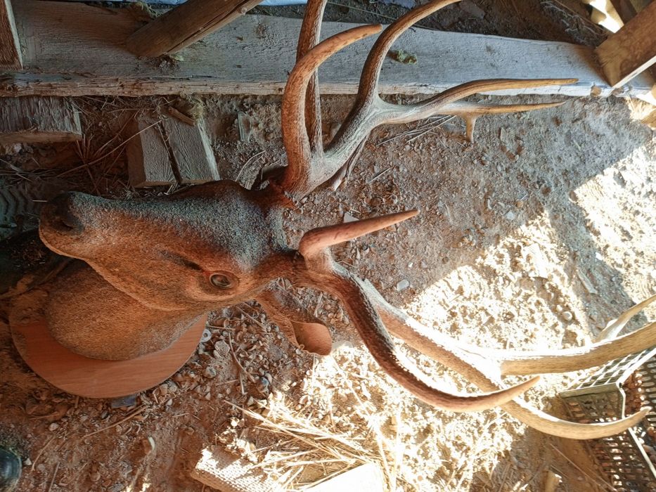 Макет олена 350000