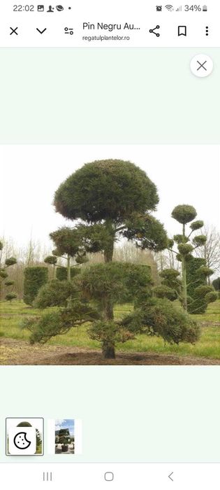 Transformare Grădină: Gazon Rulou și Plante de Lux - Totul Inclus