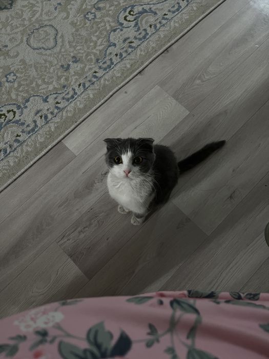 Вислоухий бесплатно Алматы