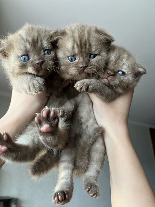 Продаются шикарные котята