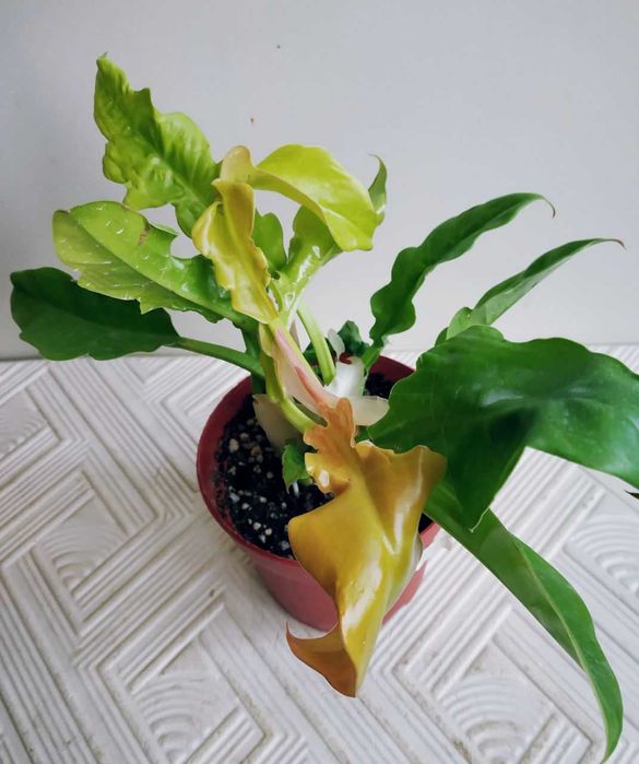 Молодой филодендрон Золотой Крокодил