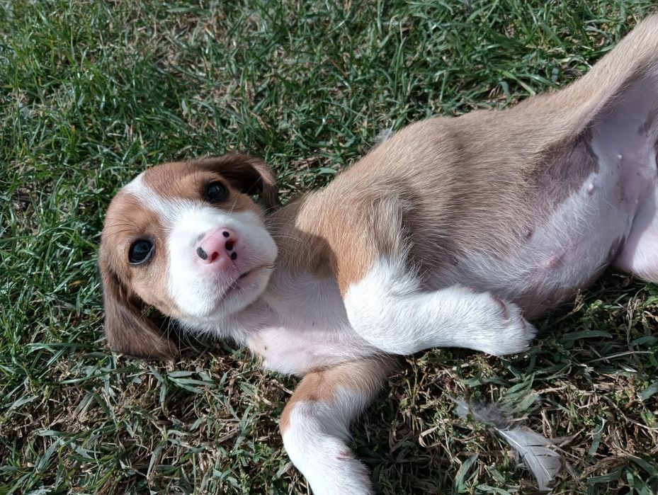 Catelusa rasa beagle