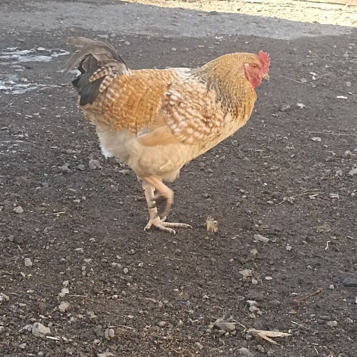 Продам молодых петухов