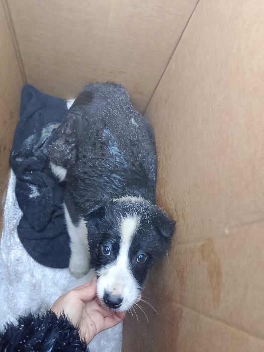 Щенки, будут очень крупные