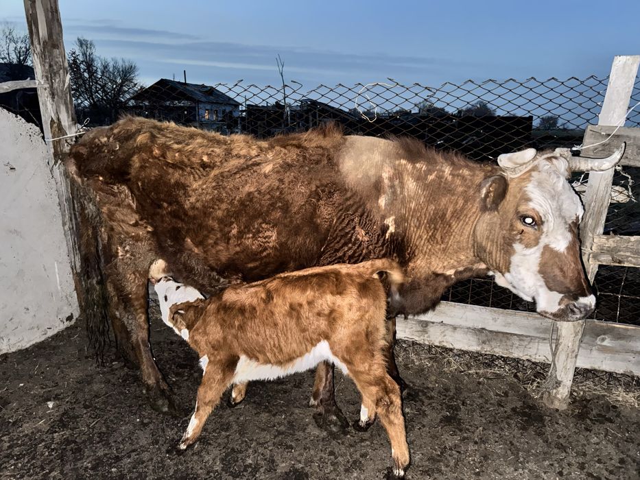 Коровы 30 голов за 20 млн