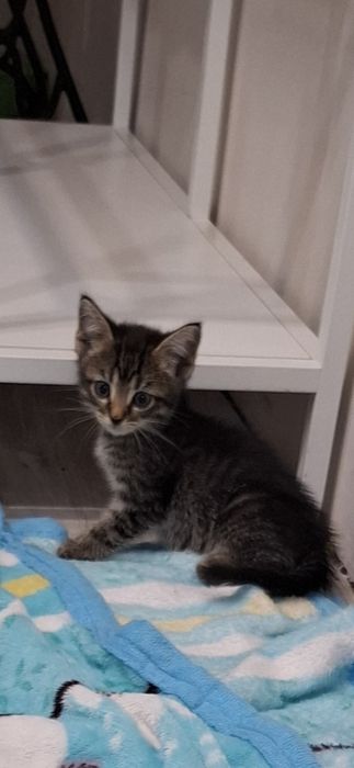 Отдам в Добрые руки  котят