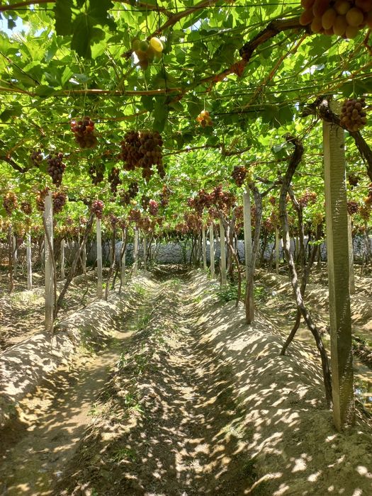 Rzamat uzumi sifatli