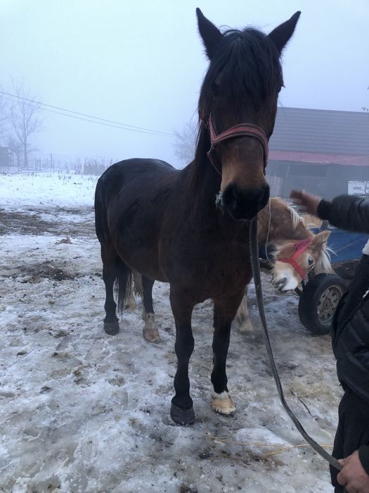 De vanzare iapa de 7 ani