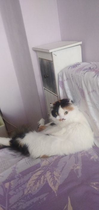 Животни/ шотландска