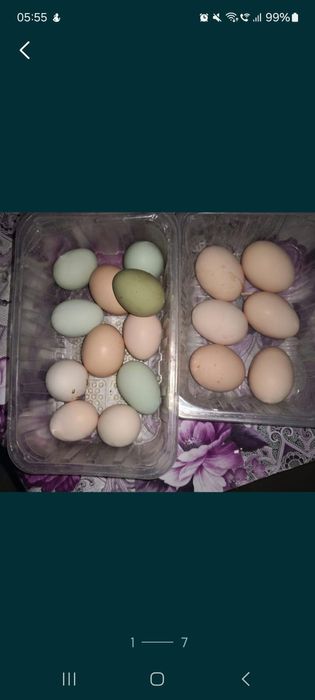 Vând oua de incubat