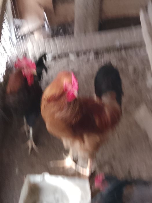 Продаю молодых петухов